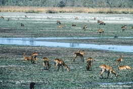 New €45 million initiative seeks to curb unsustainable wildlife hunting, conserve biodiversity and improve food security